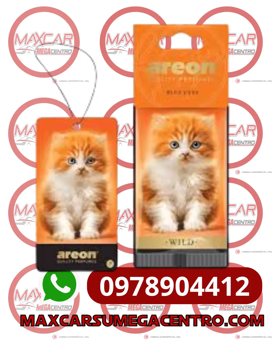 Amb.Aw07 Areon Wild Blue Eyes (Gato Naranja ) 1